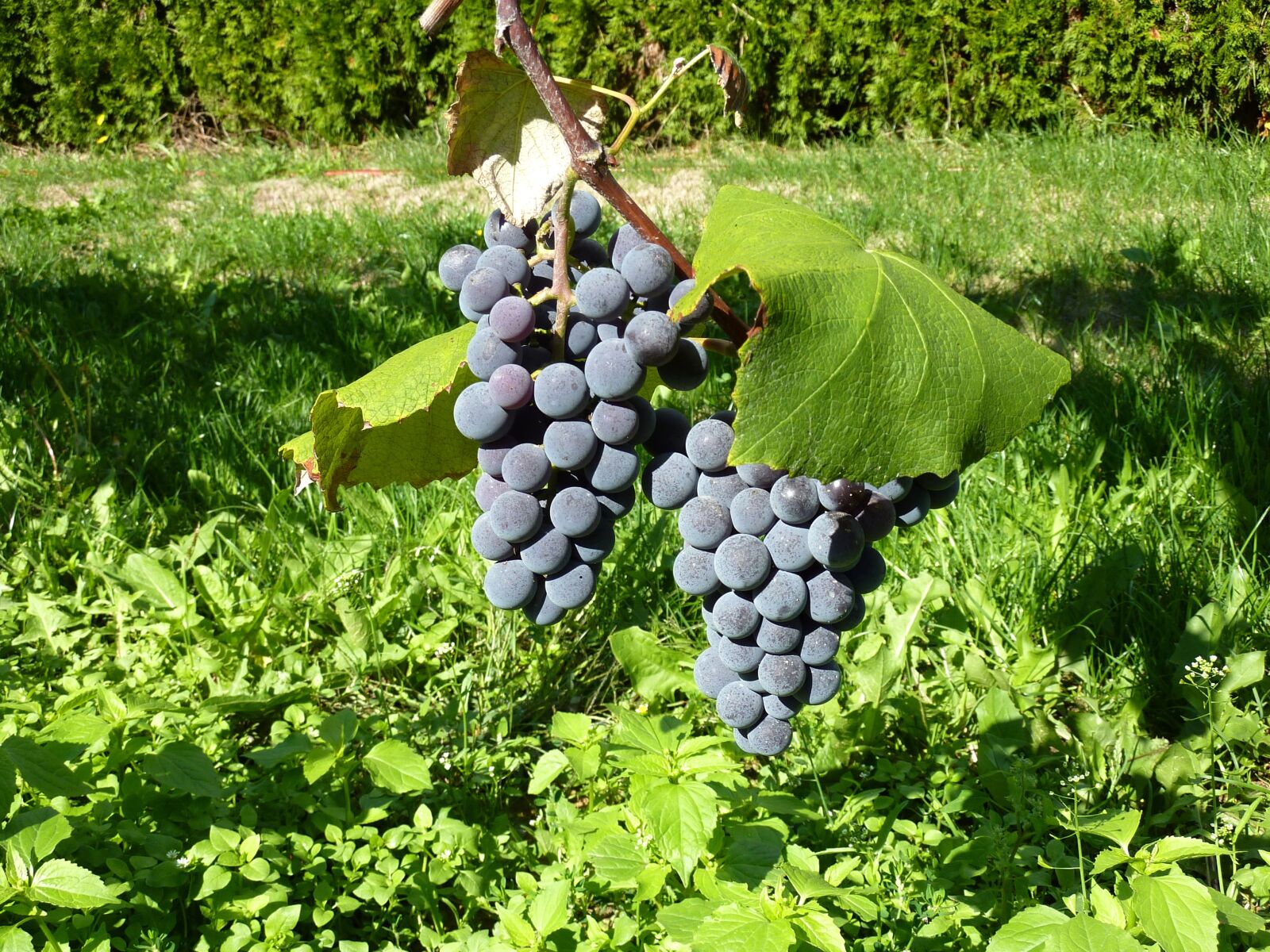 Panasonic DMC-TZ7 sample photo. Grapes, fruit, winegrowing photography