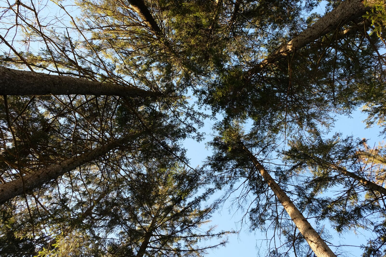Fujifilm XC 16-50mm F3.5-5.6 OIS II sample photo. Forest, glade, trees photography