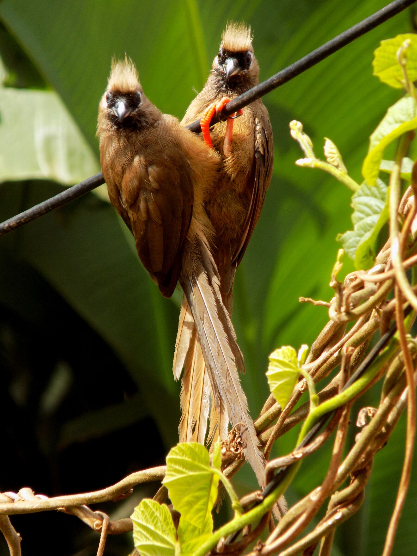 Nikon COOLPIX L330 sample photo. Birds, birdsphoto, birdspicture photography