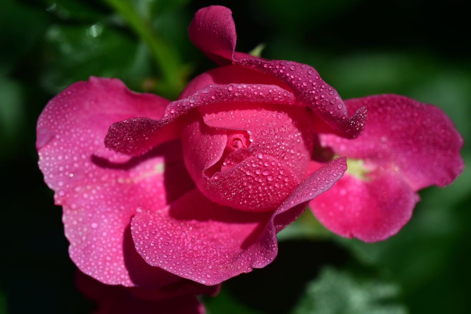 Nikon D3300 sample photo. Rose, pink, pink rose photography
