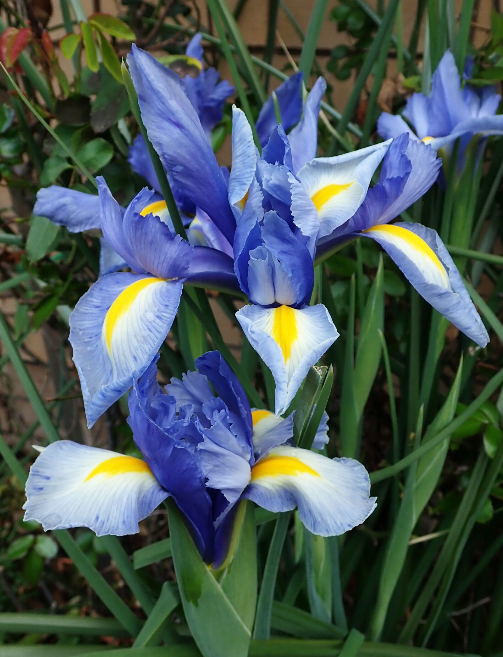 Olympus TG-5 sample photo. Iris, blue, dutch photography