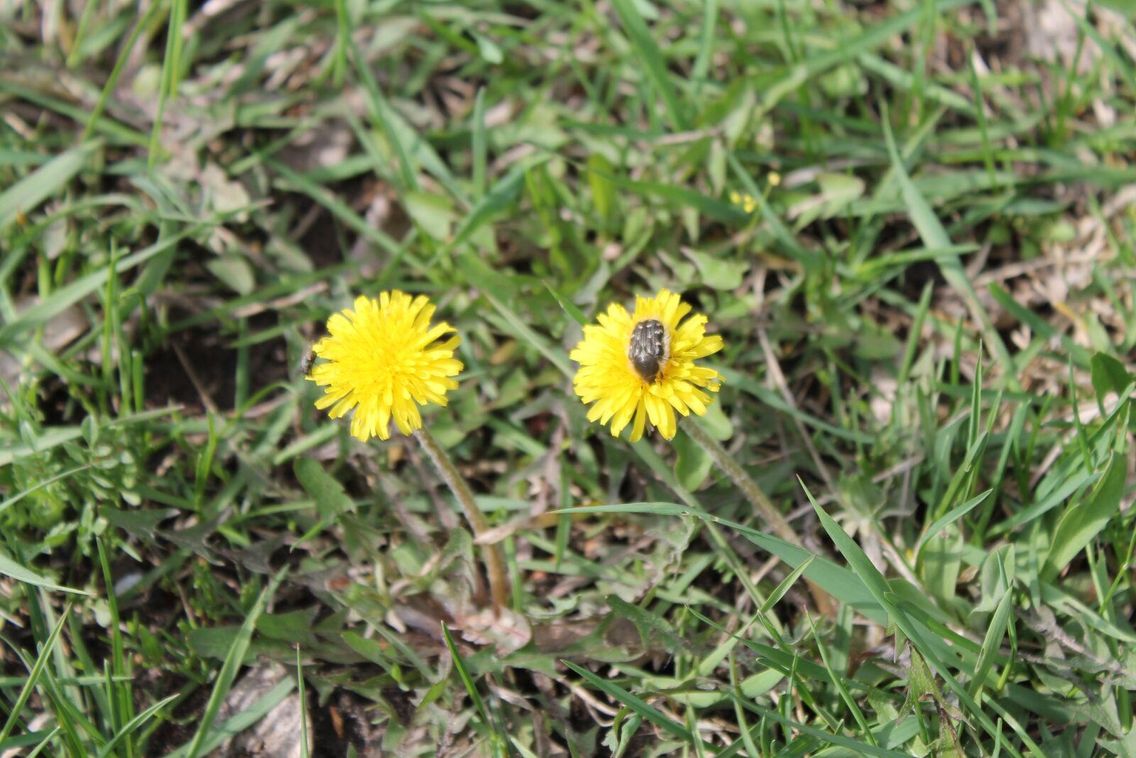 Canon EOS 1100D (EOS Rebel T3 / EOS Kiss X50) sample photo. Spring, dandelion, grass photography