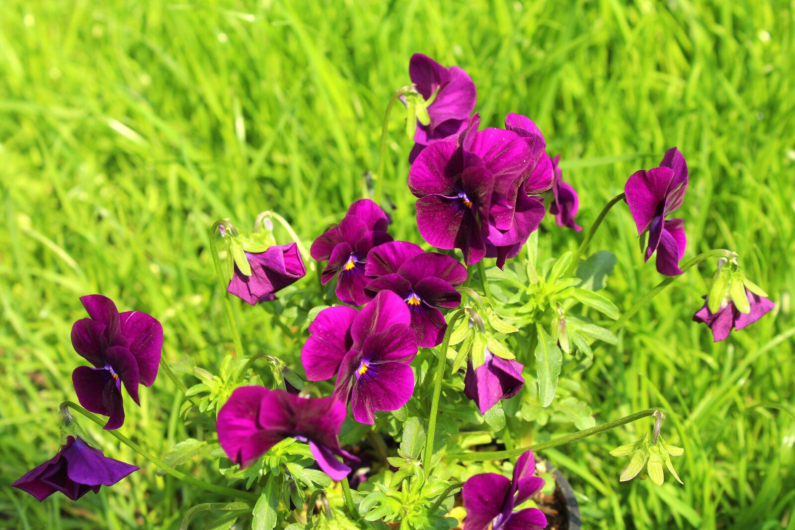 Canon EOS 1200D (EOS Rebel T5 / EOS Kiss X70 / EOS Hi) sample photo. Pansies, nature, flower photography