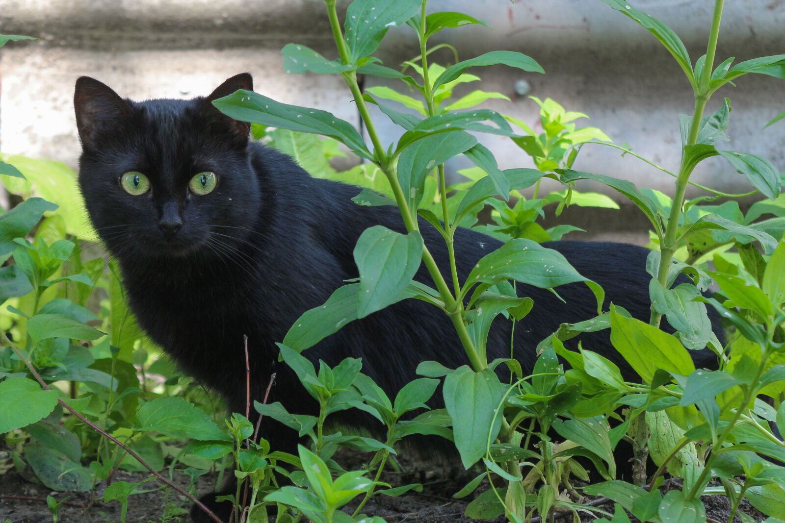 Canon EOS 650D (EOS Rebel T4i / EOS Kiss X6i) sample photo. Cat, black, portrait photography