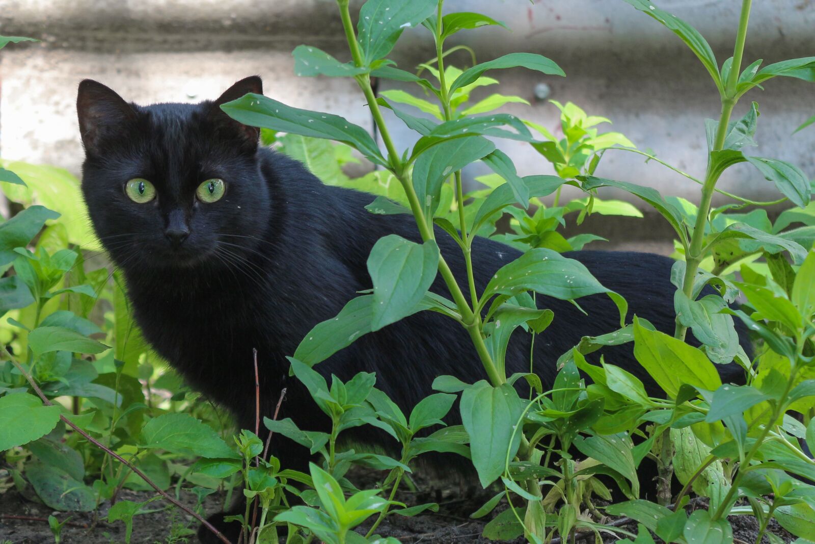 Canon EOS 650D (EOS Rebel T4i / EOS Kiss X6i) + Canon EF-S 18-55mm F3.5-5.6 III sample photo. Cat, black, portrait photography