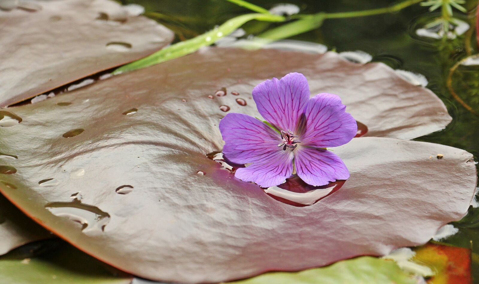 Canon EOS 550D (EOS Rebel T2i / EOS Kiss X4) sample photo. Water lilies, nuphar, lily photography