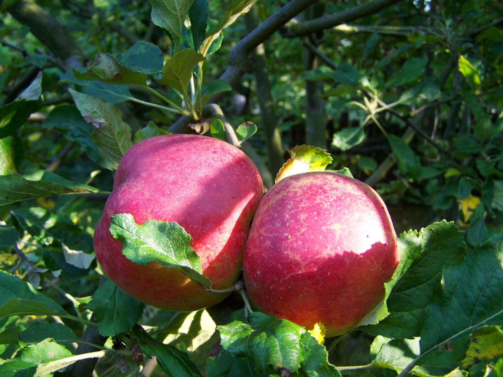 Kodak EASYSHARE ZD710 ZOOM DIGITAL CAMERA sample photo. Red apple, ripe fruit photography