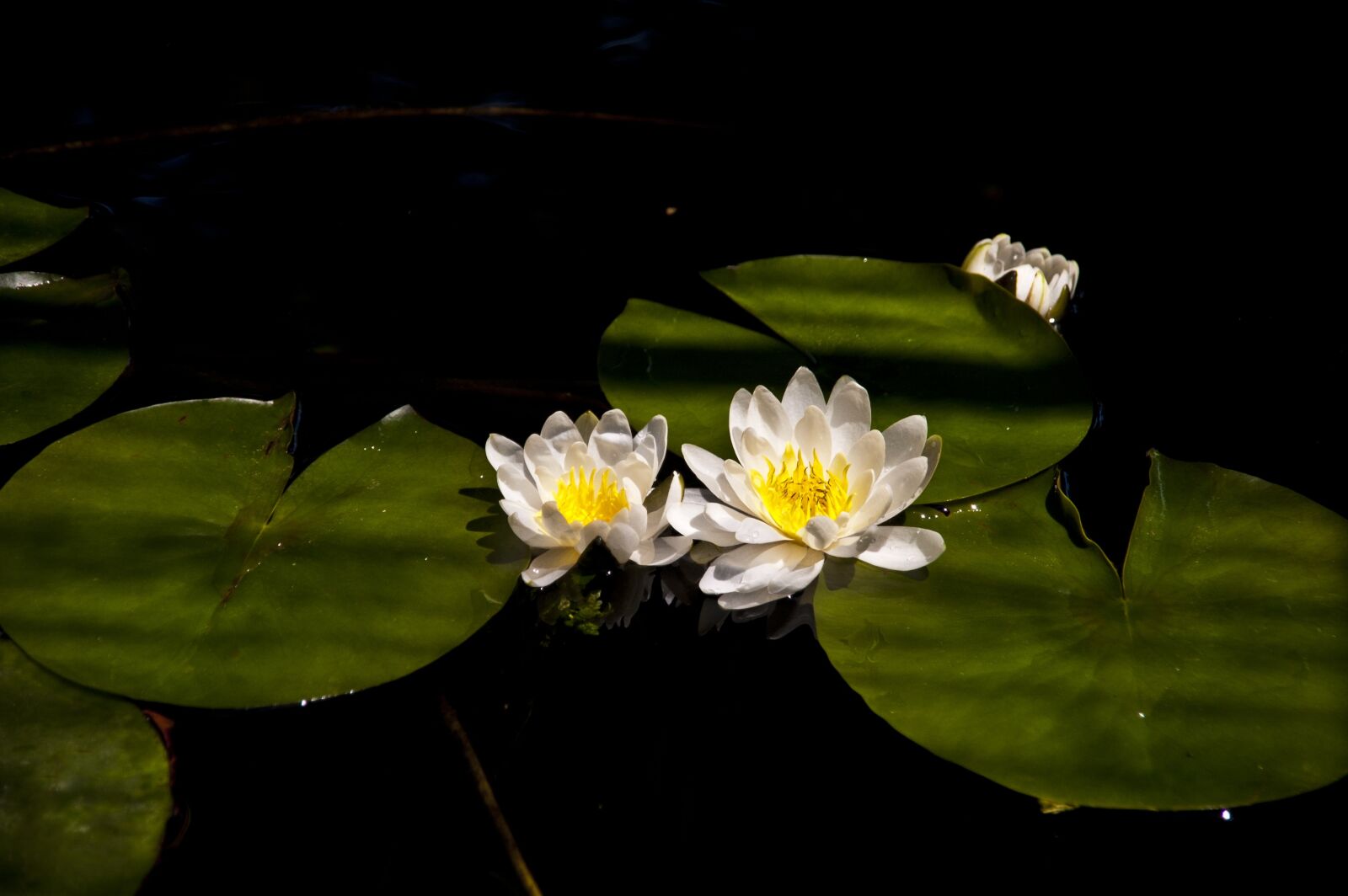 Nikon D50 sample photo. Water lily, nenufar, pond photography