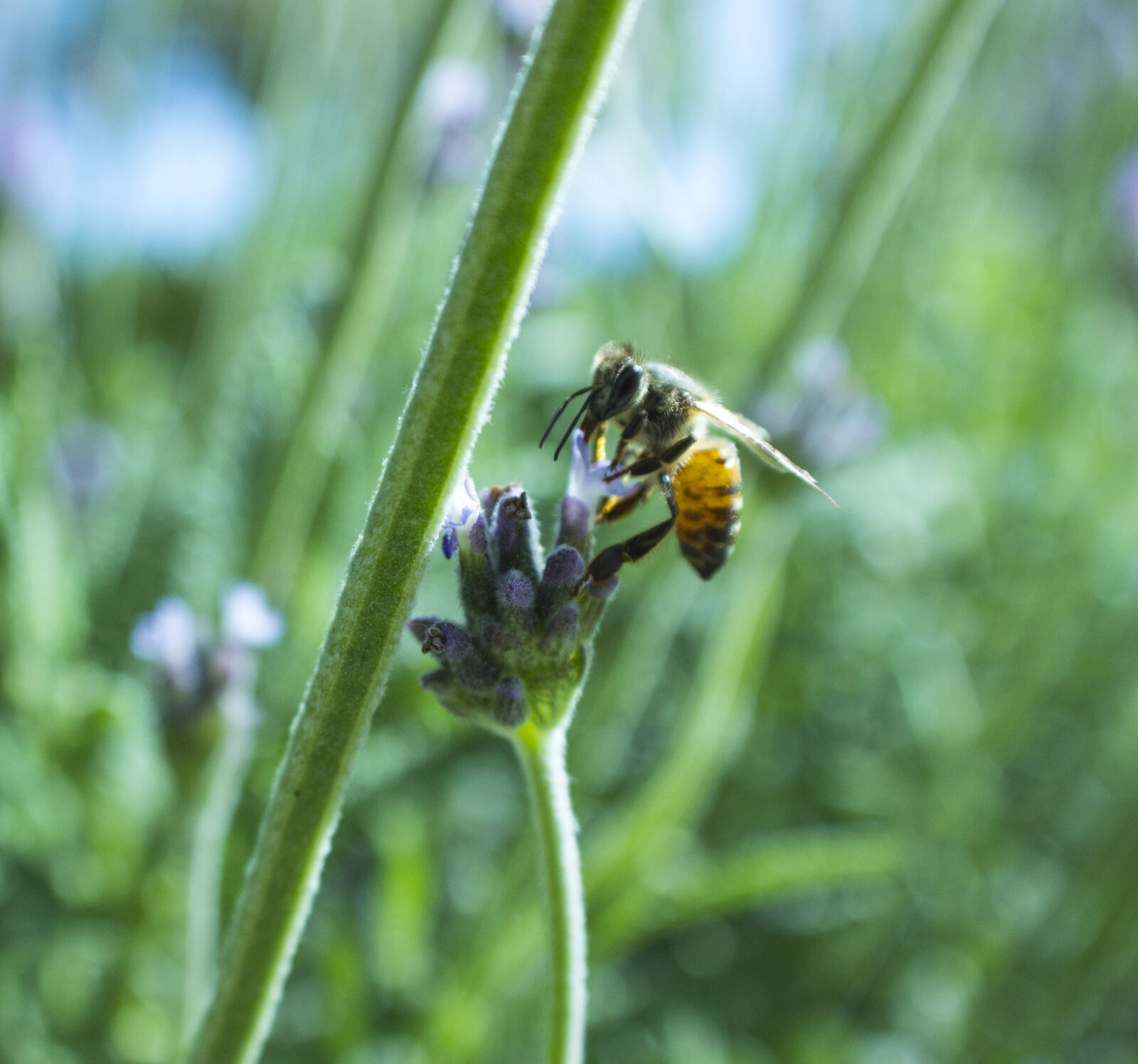 Canon EOS 600D (Rebel EOS T3i / EOS Kiss X5) sample photo. Bee, nature photography