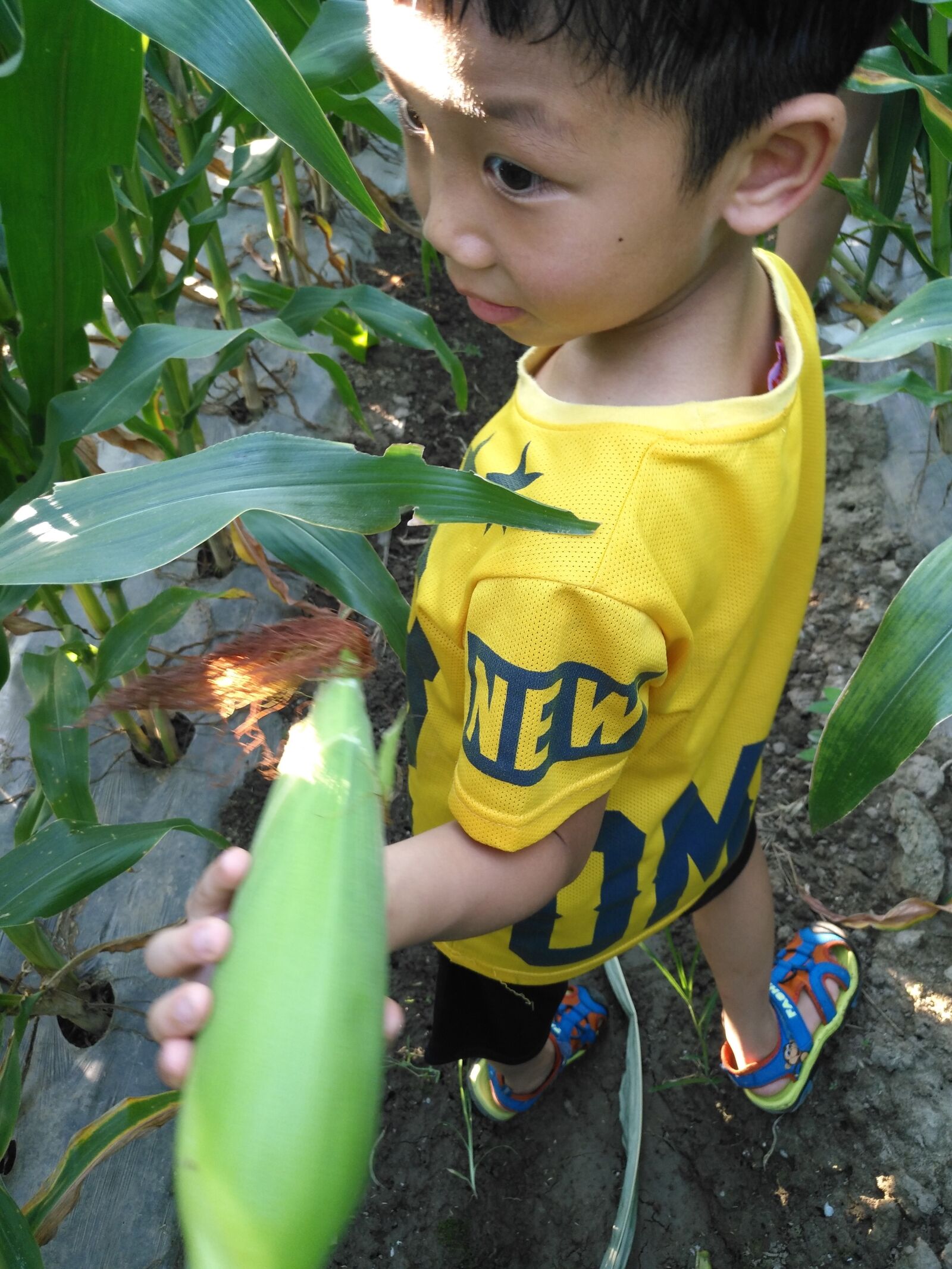 HUAWEI MLA-AL10 sample photo. Boy, corn, explore photography