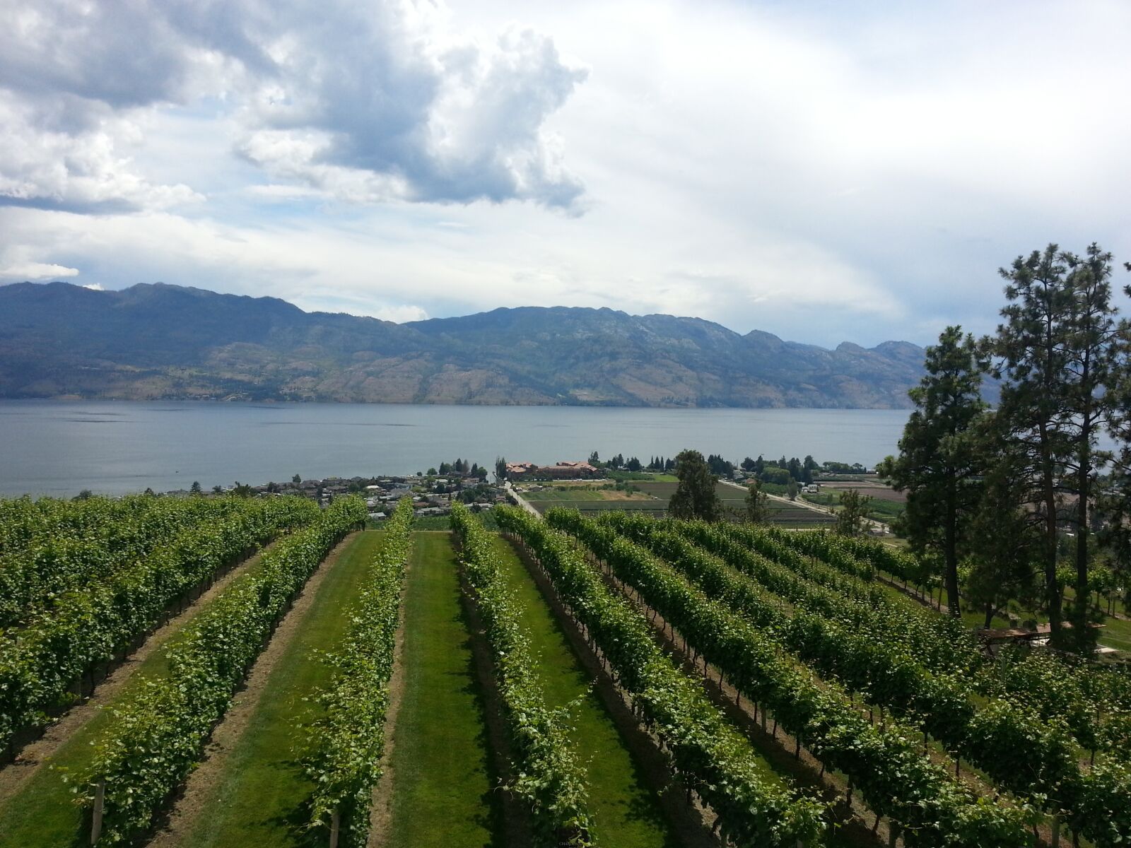 Samsung Galaxy S3 sample photo. Wine, vineyard, nature photography