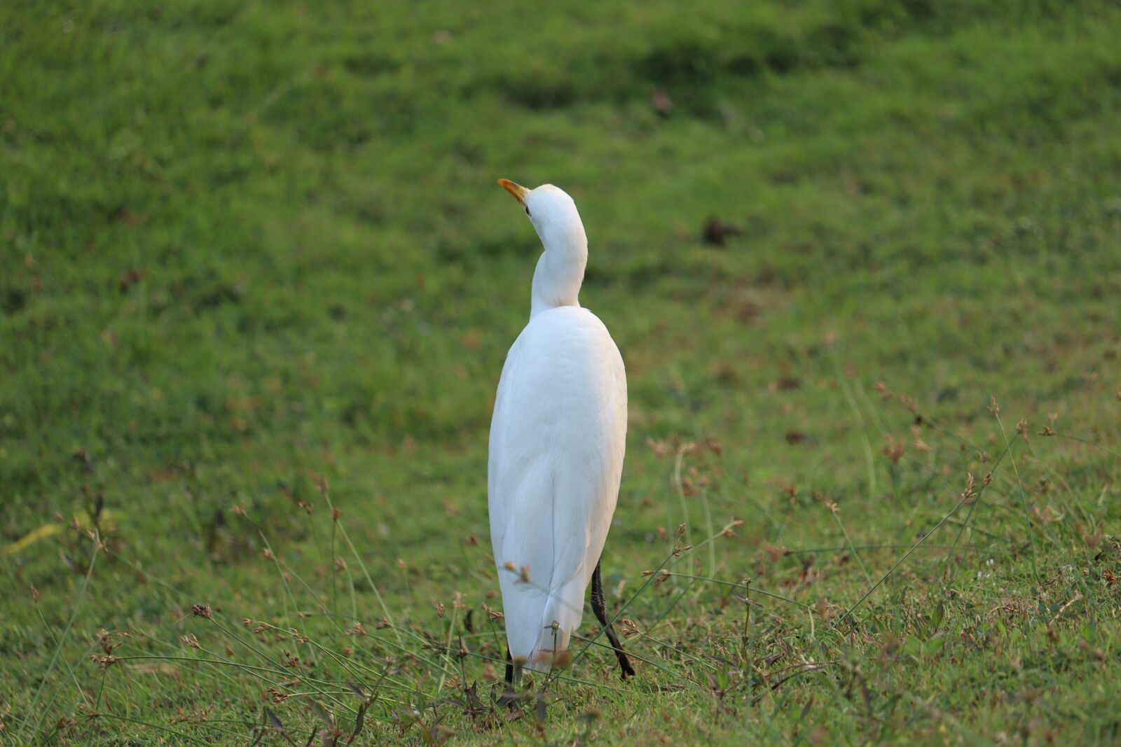 Canon EOS 250D (EOS Rebel SL3 / EOS Kiss X10 / EOS 200D II) sample photo. Egret, kerala, green photography