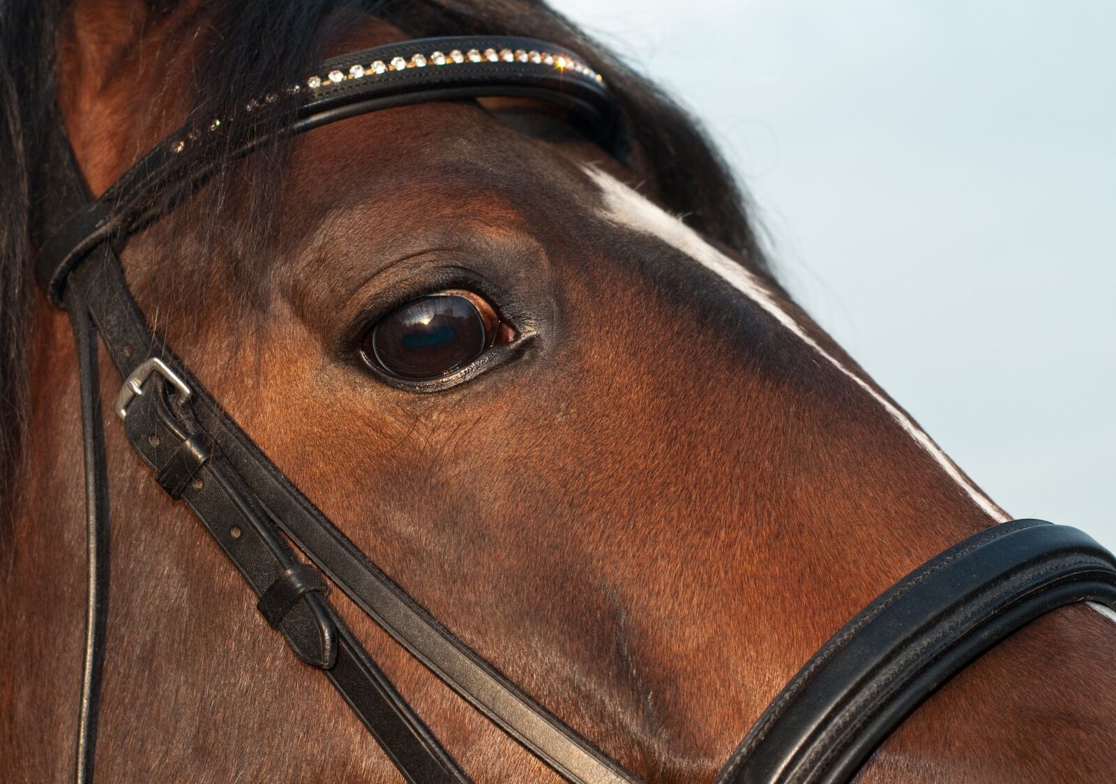 Nikon D300 sample photo. Horse, eye, close up photography