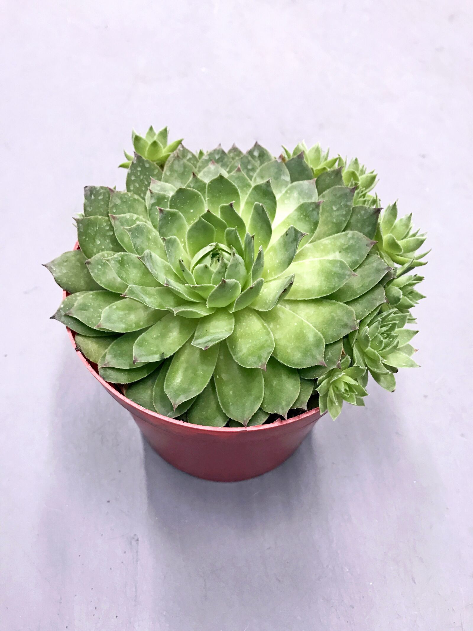 iPhone 7 Plus back dual camera 3.99mm f/1.8 sample photo. Succulent, plant, green photography