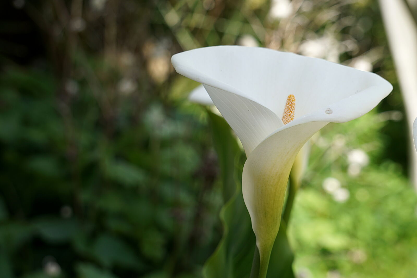 Sony a6000 sample photo. Arum, botanique, fleur, blanche photography
