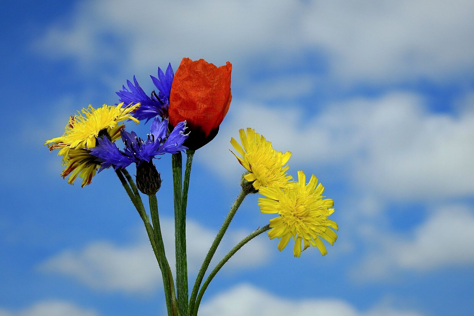 Nikon Coolpix P900 sample photo. Wildflowers, bouquet, sky photography