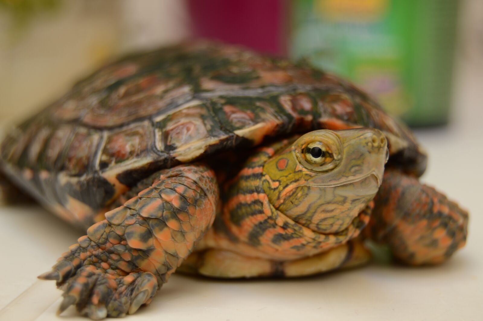 Nikon D3200 sample photo. Tortuga, animal, mascota photography
