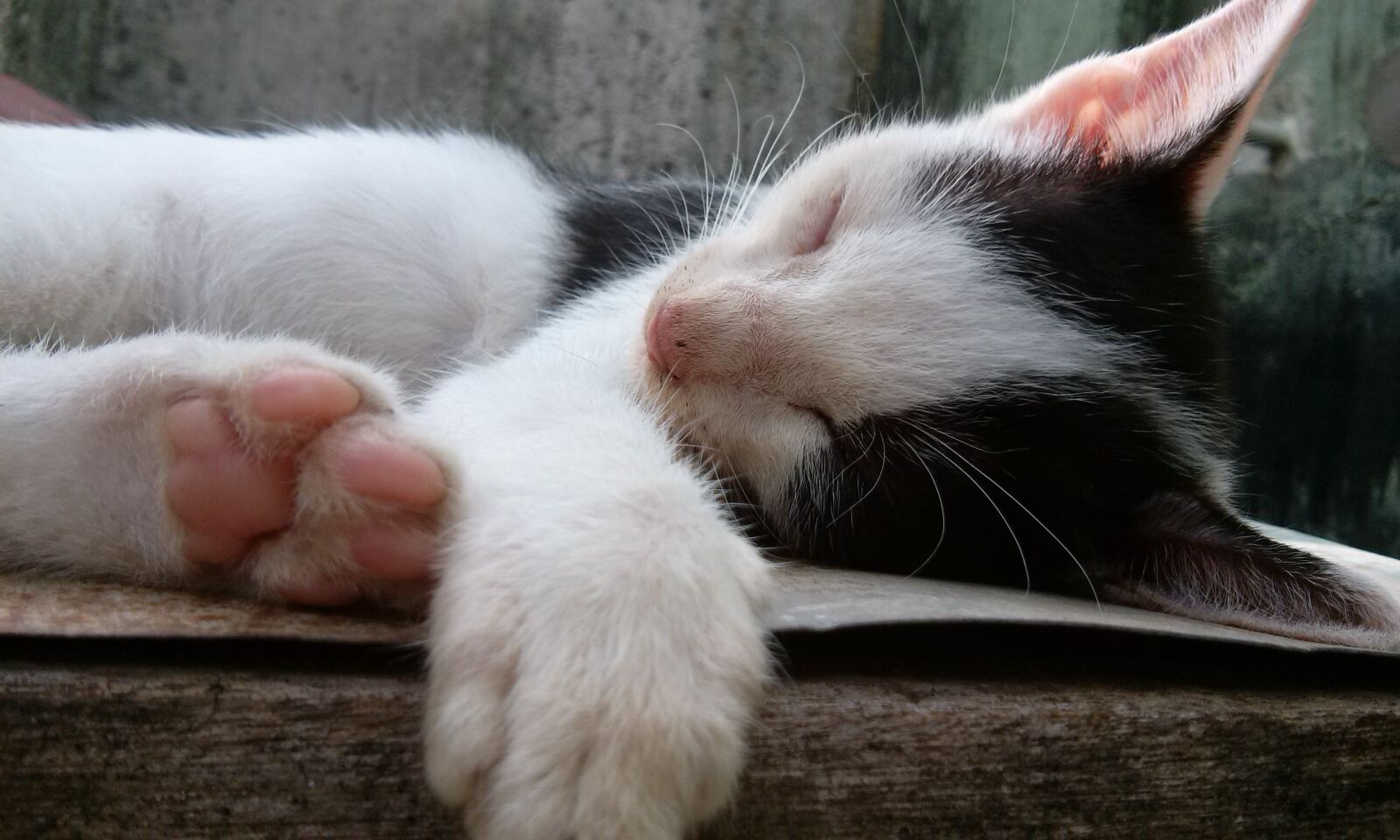 LG P715 sample photo. Cute, cat, kitten photography