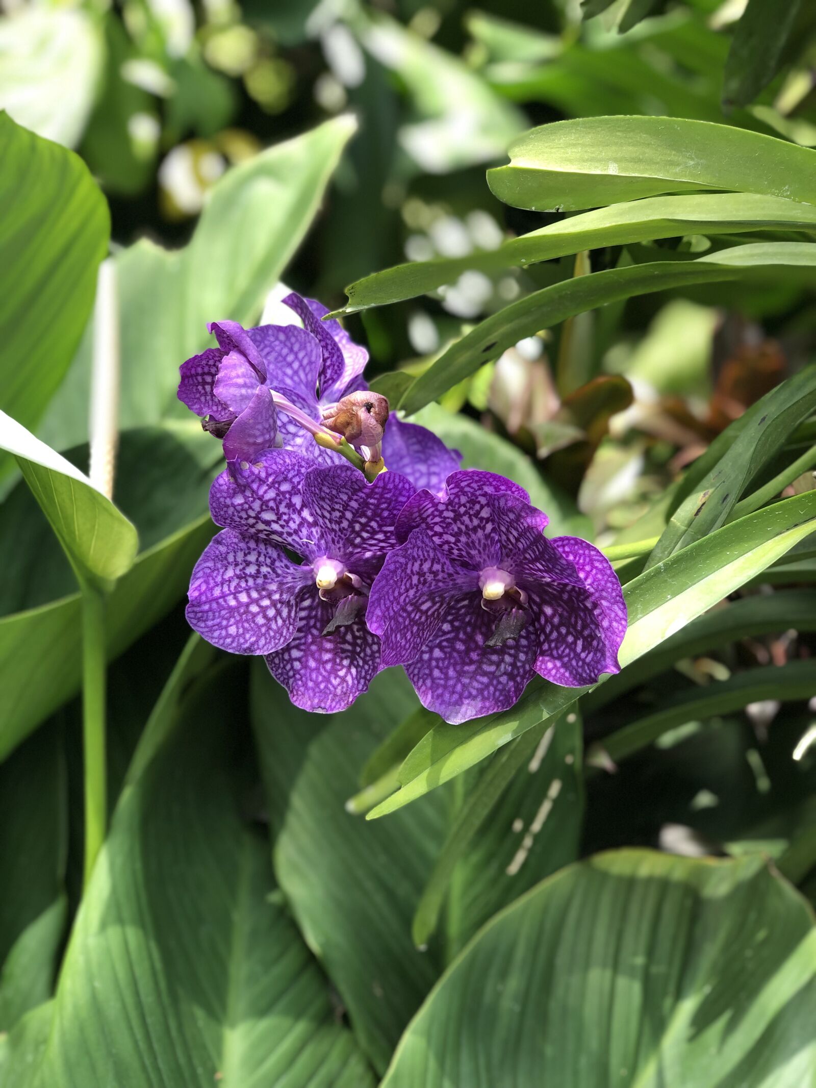 iPhone X back dual camera 6mm f/2.4 sample photo. Nature, flowers, summer photography