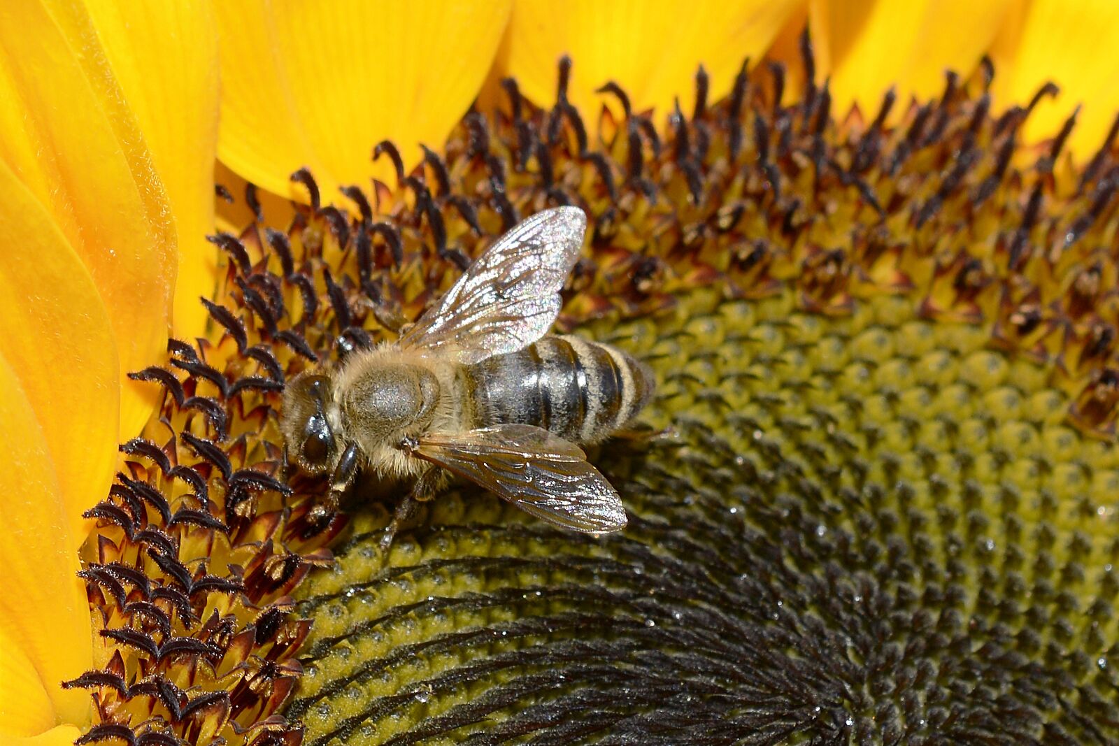 Nikon D7100 sample photo. Bee, insect, close up photography