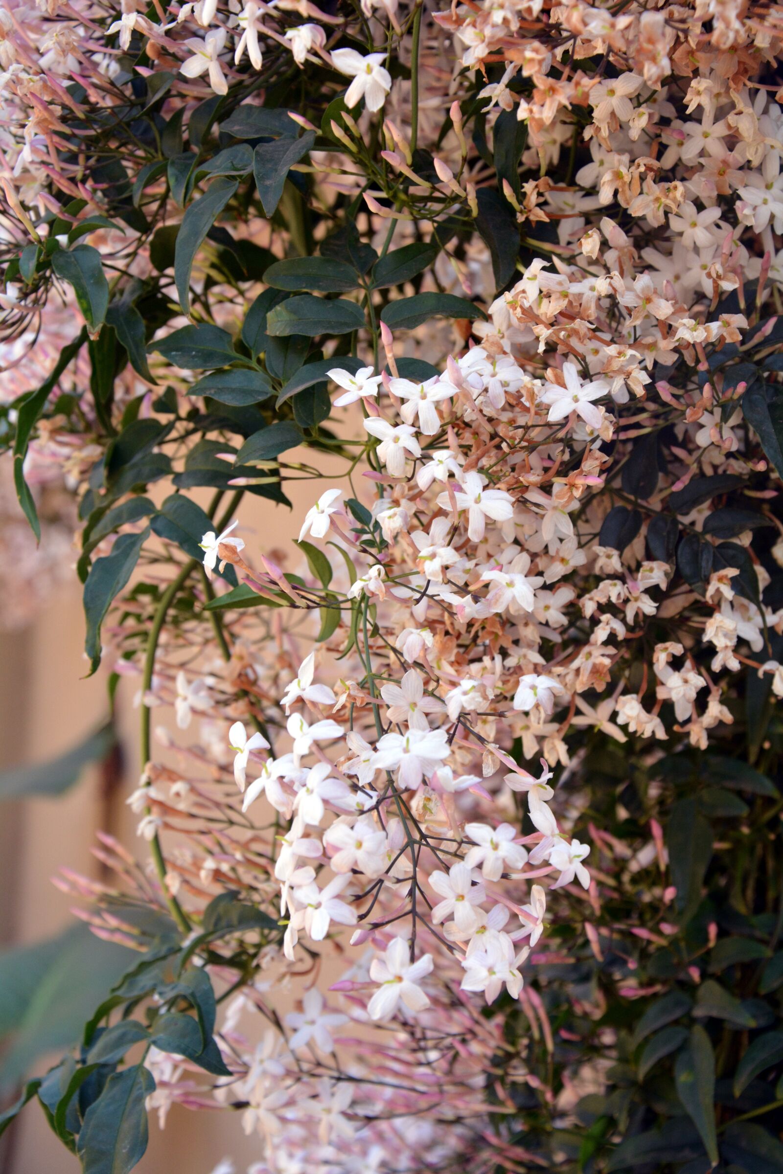 Nikon D5200 sample photo. Jasmine, fragrance, spring photography