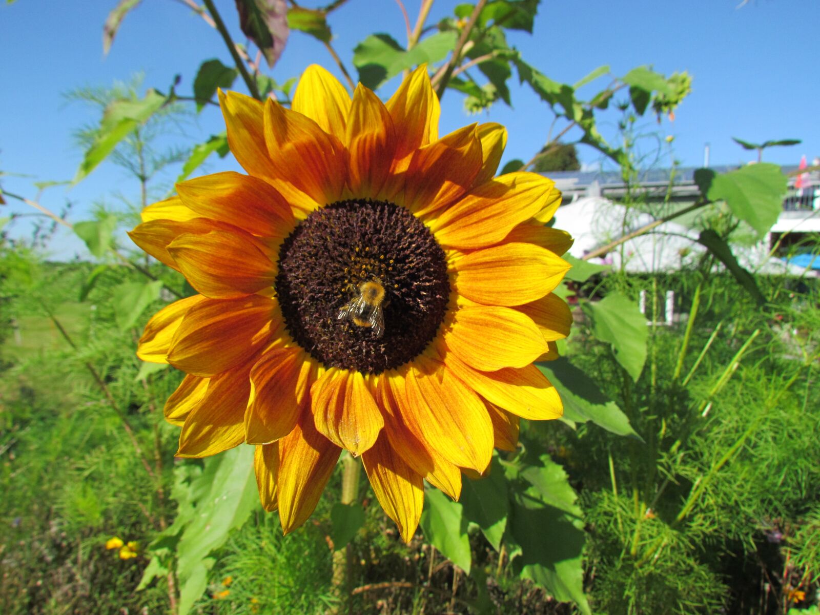 Canon PowerShot SX30 IS sample photo. Sunflower, flower, yellow photography