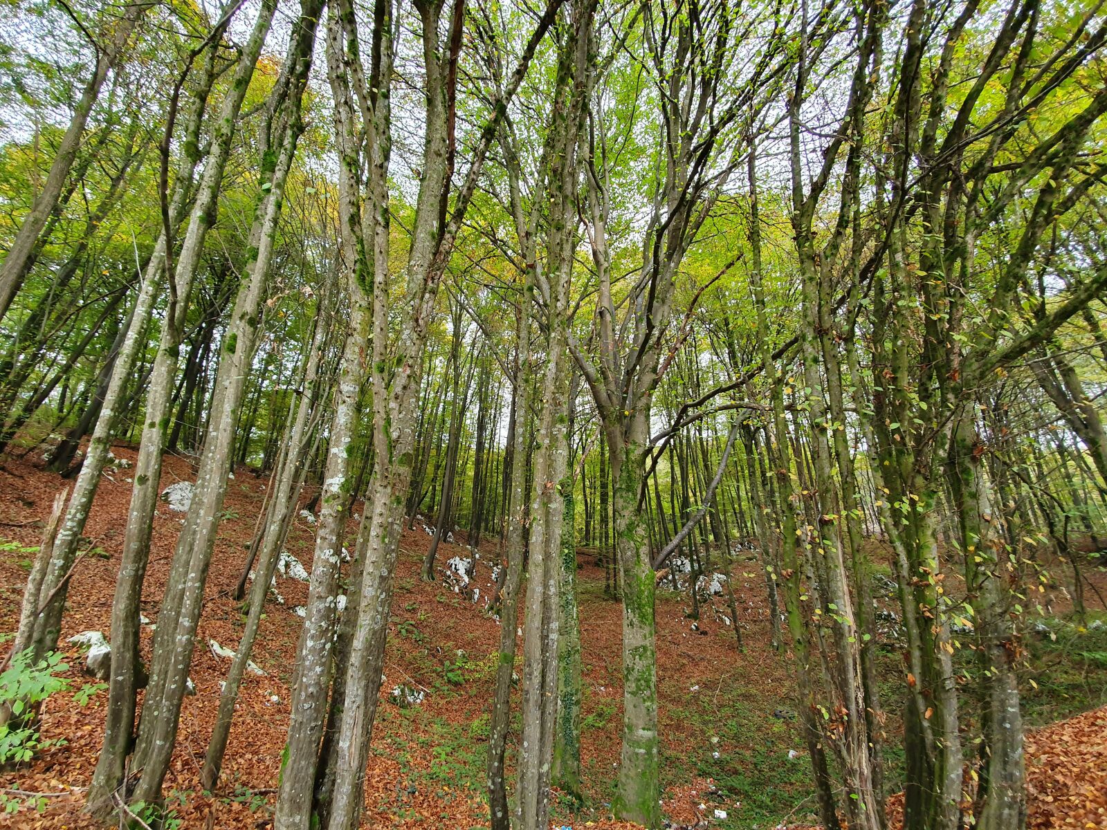 Samsung Galaxy S10 sample photo. Trees, tree, forest photography
