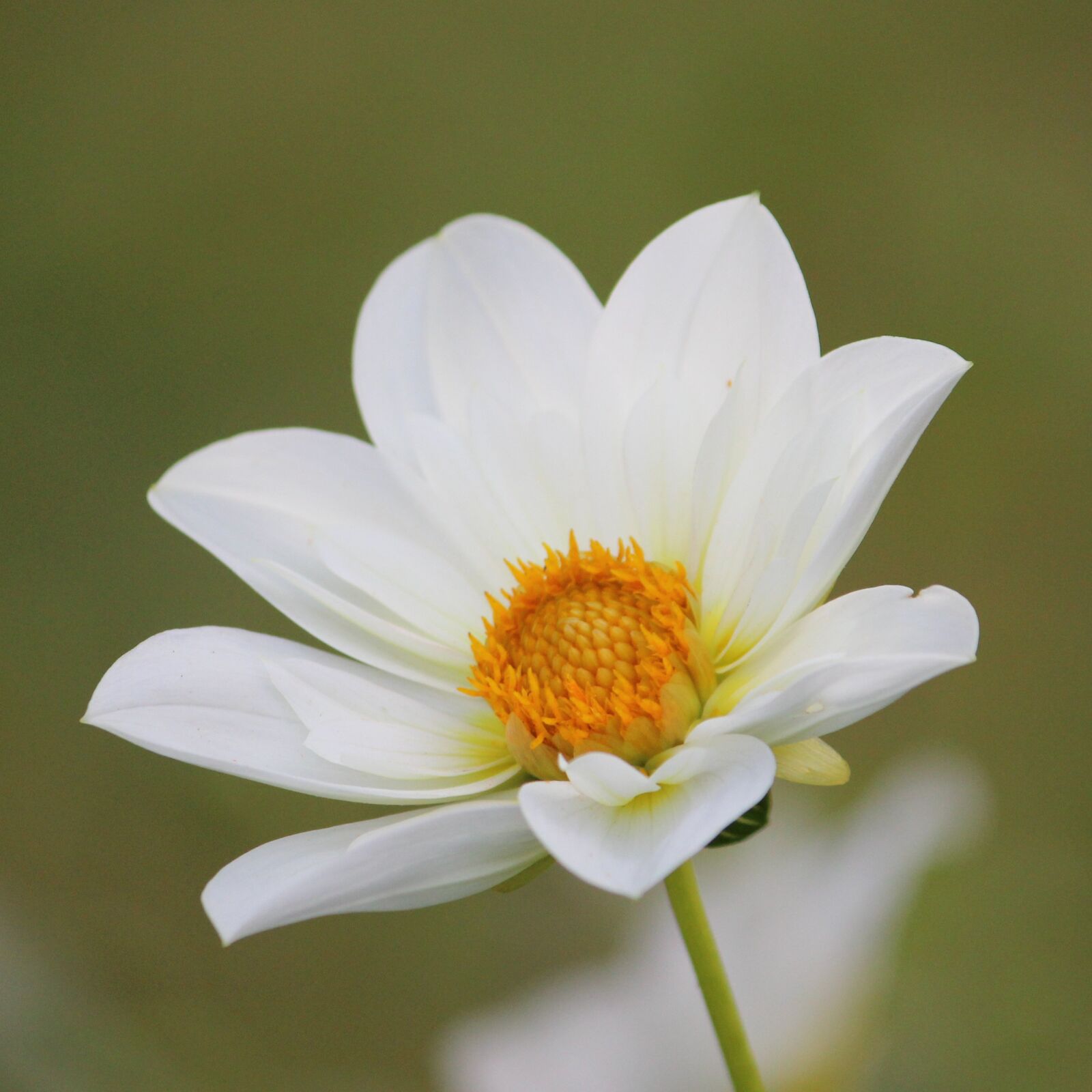 Canon EF-S 55-250mm F4-5.6 IS II sample photo. Dahlia, blossom, bloom photography