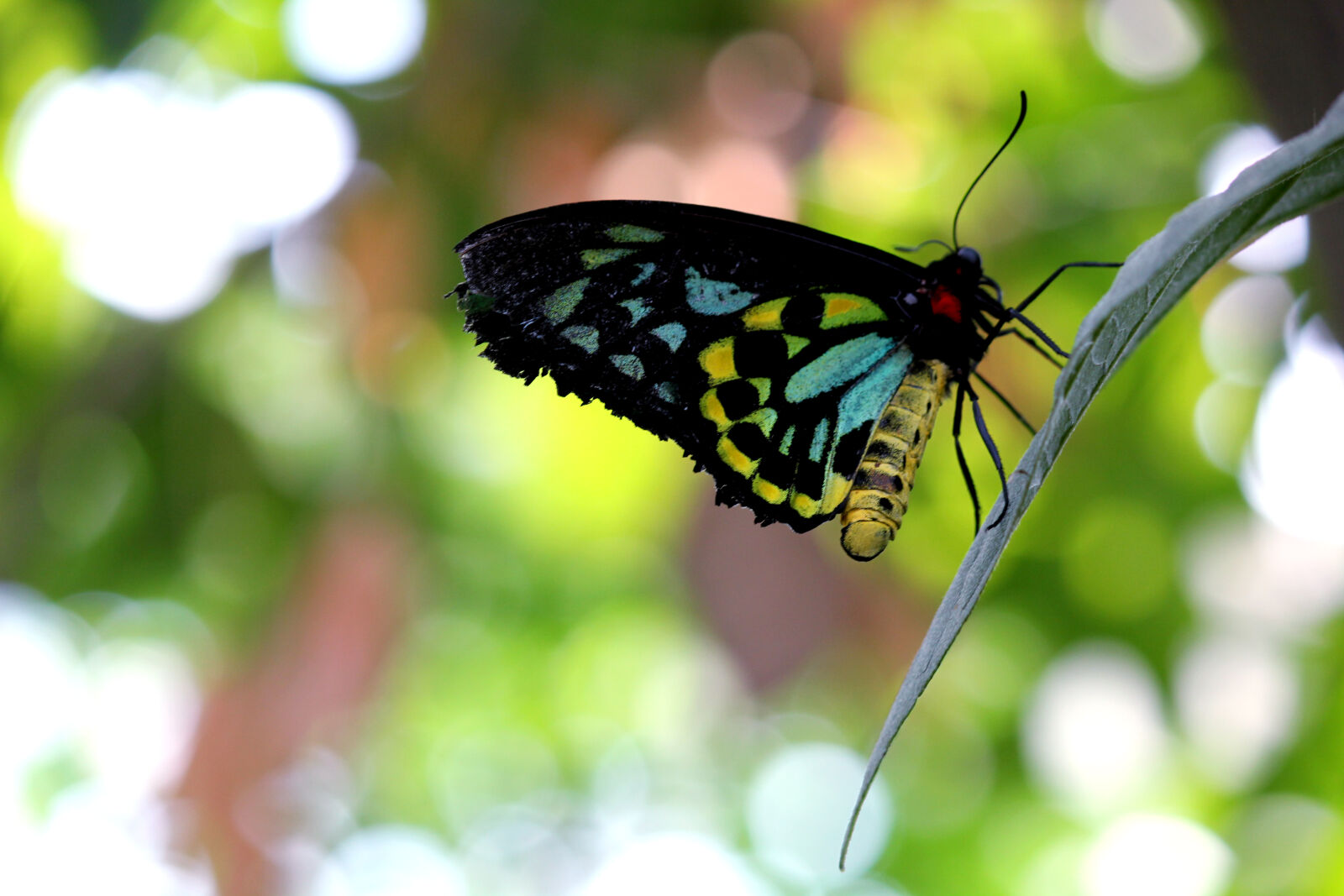 Canon EF-S 55-250mm F4-5.6 IS sample photo. Nature, colorful, insect, butterfly photography
