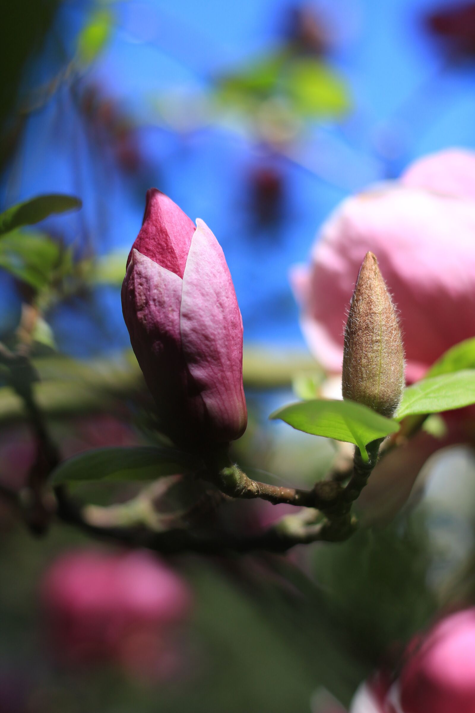 Canon EOS 1300D (EOS Rebel T6 / EOS Kiss X80) + Canon EF 50mm F1.8 STM sample photo. Blossom, plant, magnolia photography