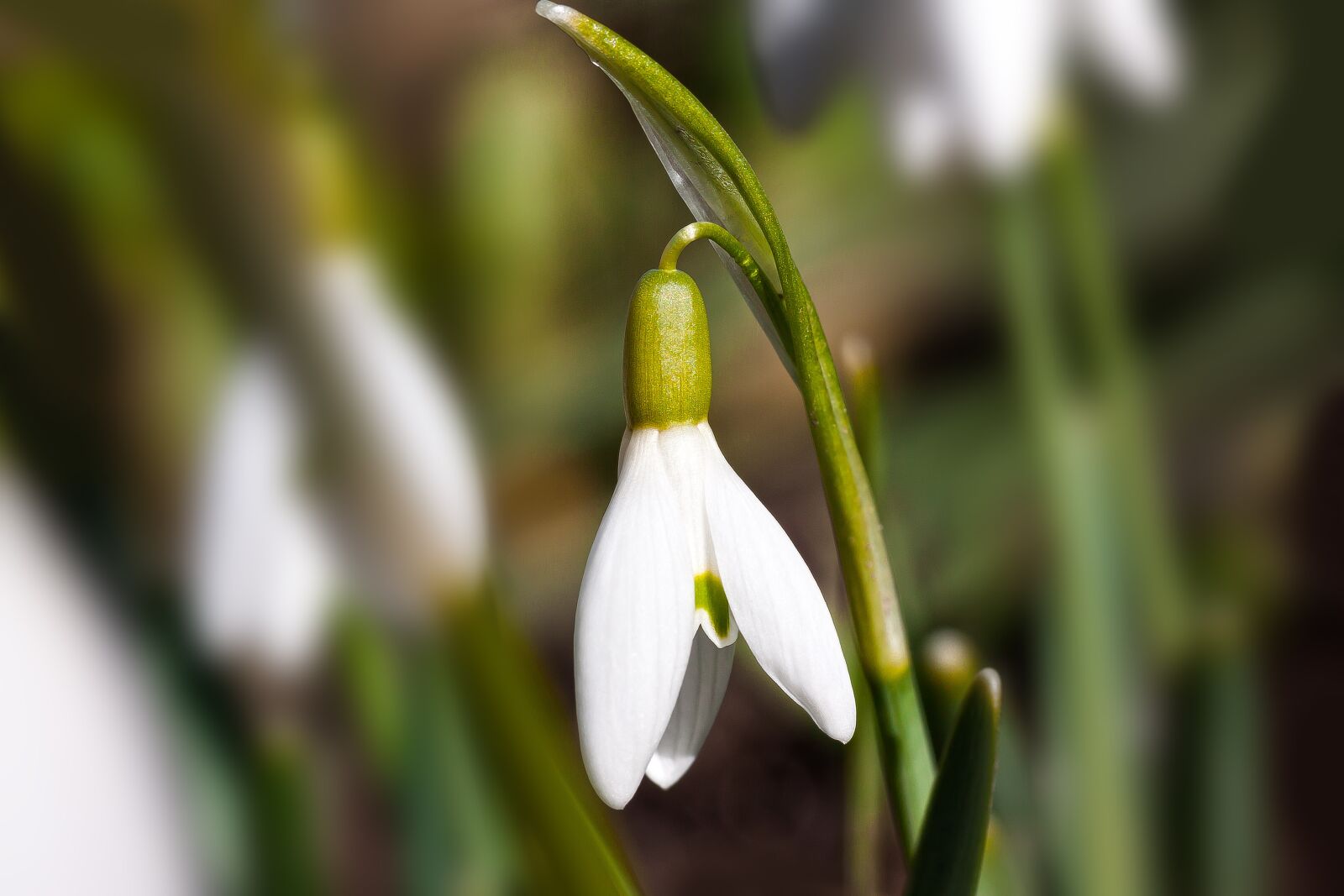 Canon EOS 50D + Canon EF-S 60mm F2.8 Macro USM sample photo. Snowdrop, flower, blossom photography