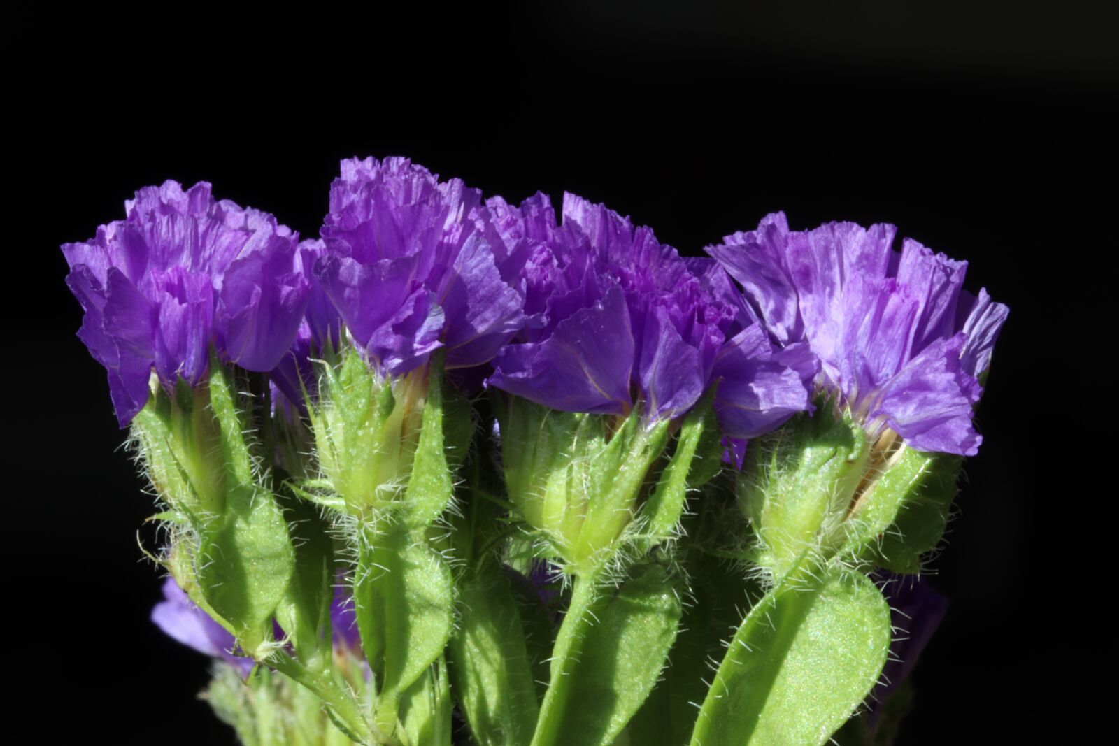 Canon EOS 800D (EOS Rebel T7i / EOS Kiss X9i) sample photo. Flowers, beauty, nature photography