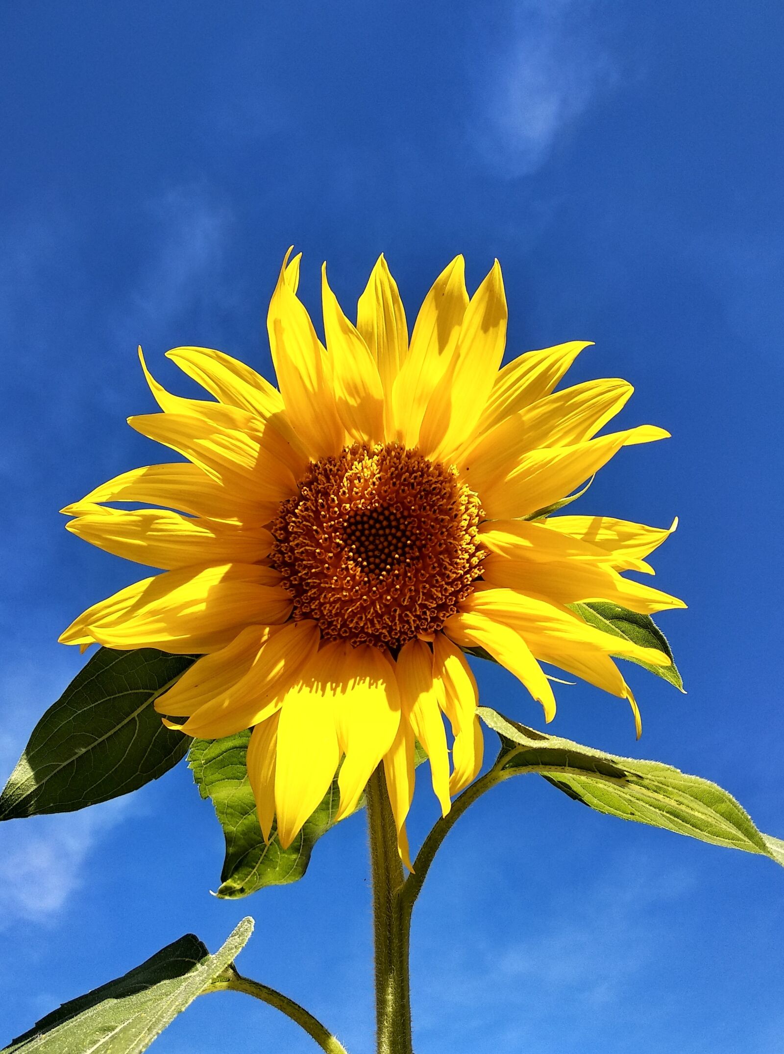 Xiaomi Redmi 5 Plus sample photo. Sunflower, sky, beautiful photography