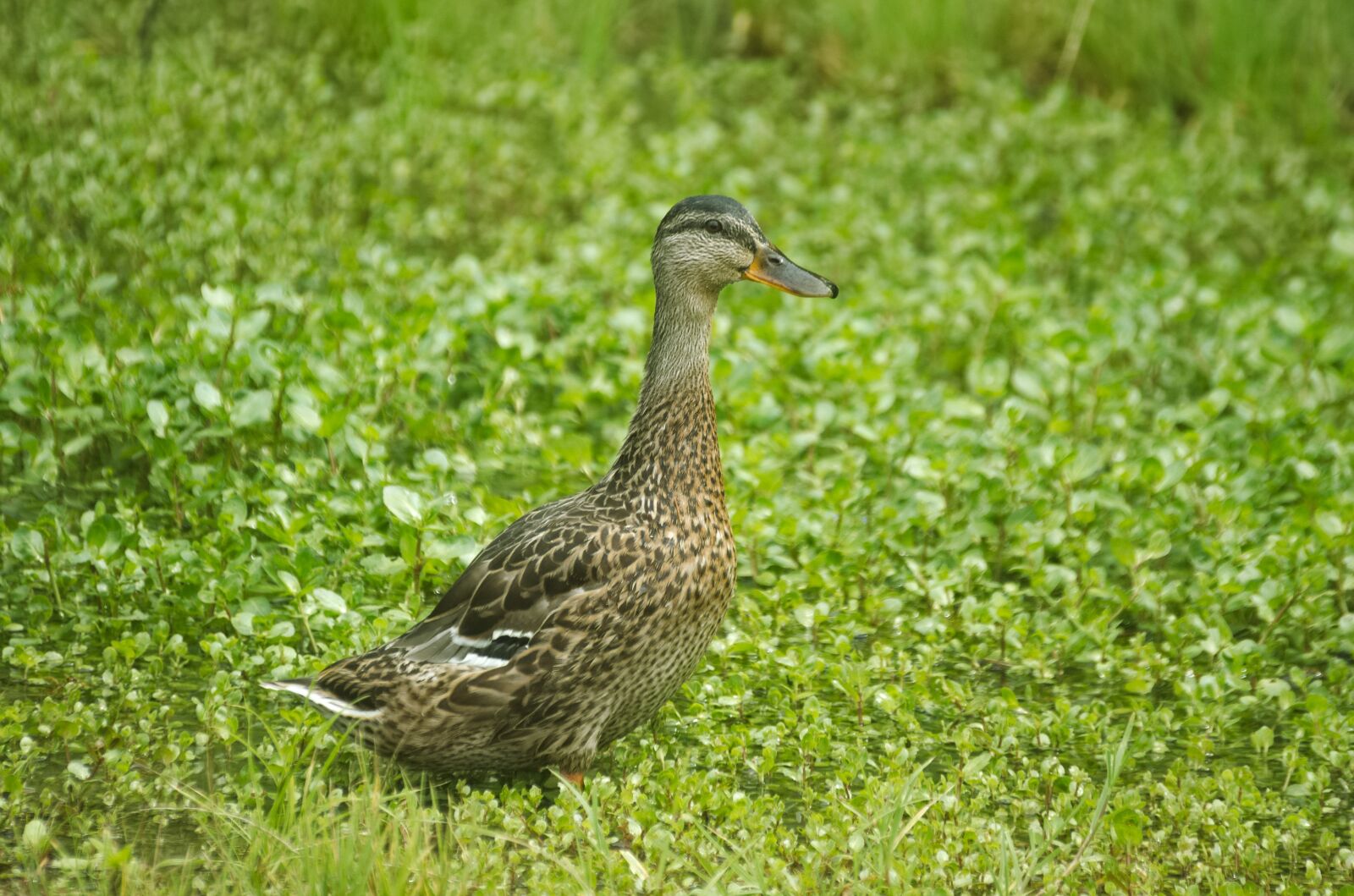 Nikon D70 sample photo. Duck, mallard, water bird photography