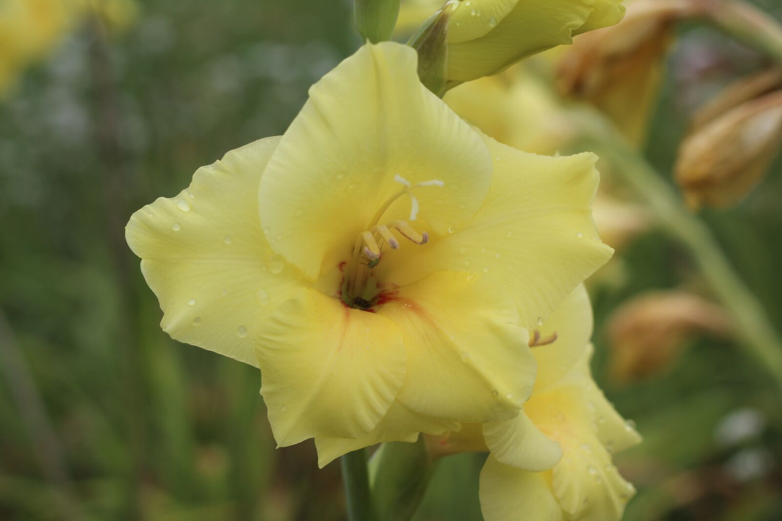 Canon EOS 1200D (EOS Rebel T5 / EOS Kiss X70 / EOS Hi) sample photo. Yellow, gladiolus, flower photography