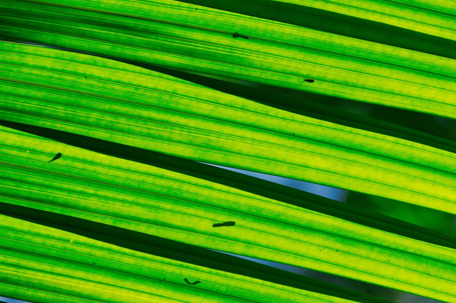 Nikon D3200 sample photo. Costa rica, leaf, backlight photography