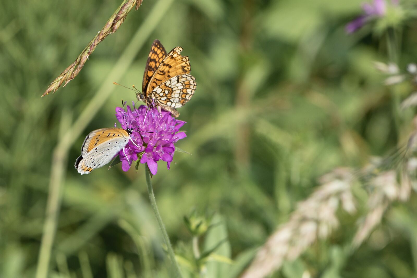 Nikon D750 sample photo. Butterfly, butterflies, flower photography