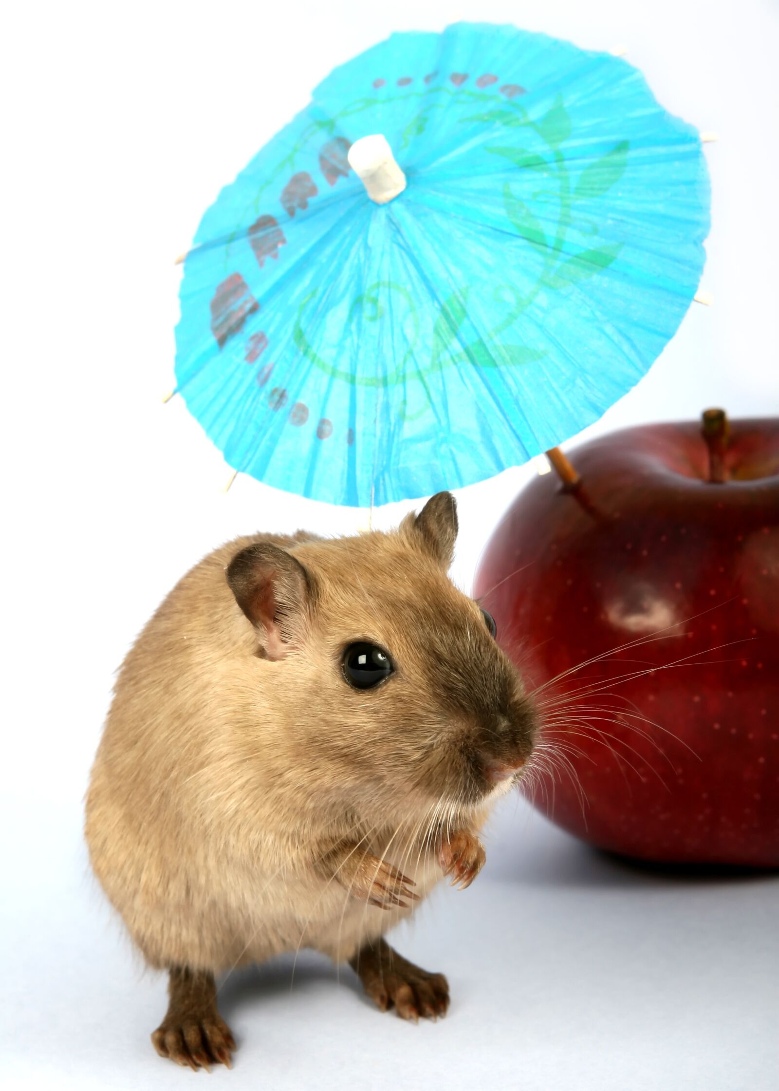 Canon EOS 30D sample photo. Animal, apple, attractive photography