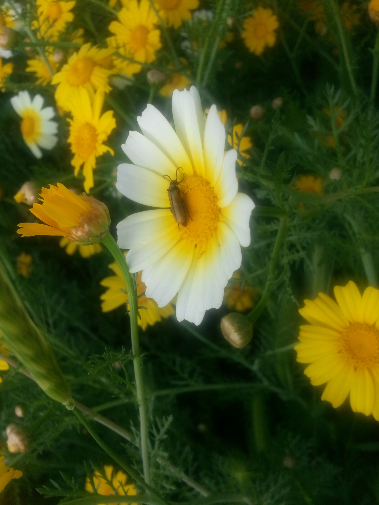Samsung Galaxy S3 sample photo