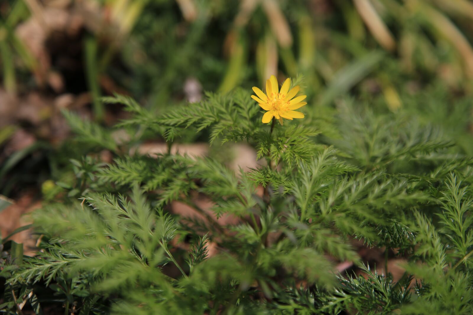 Canon EOS 6D + Canon EF 24-105mm F4L IS USM sample photo. Multiple seconds, wildflower, wild photography