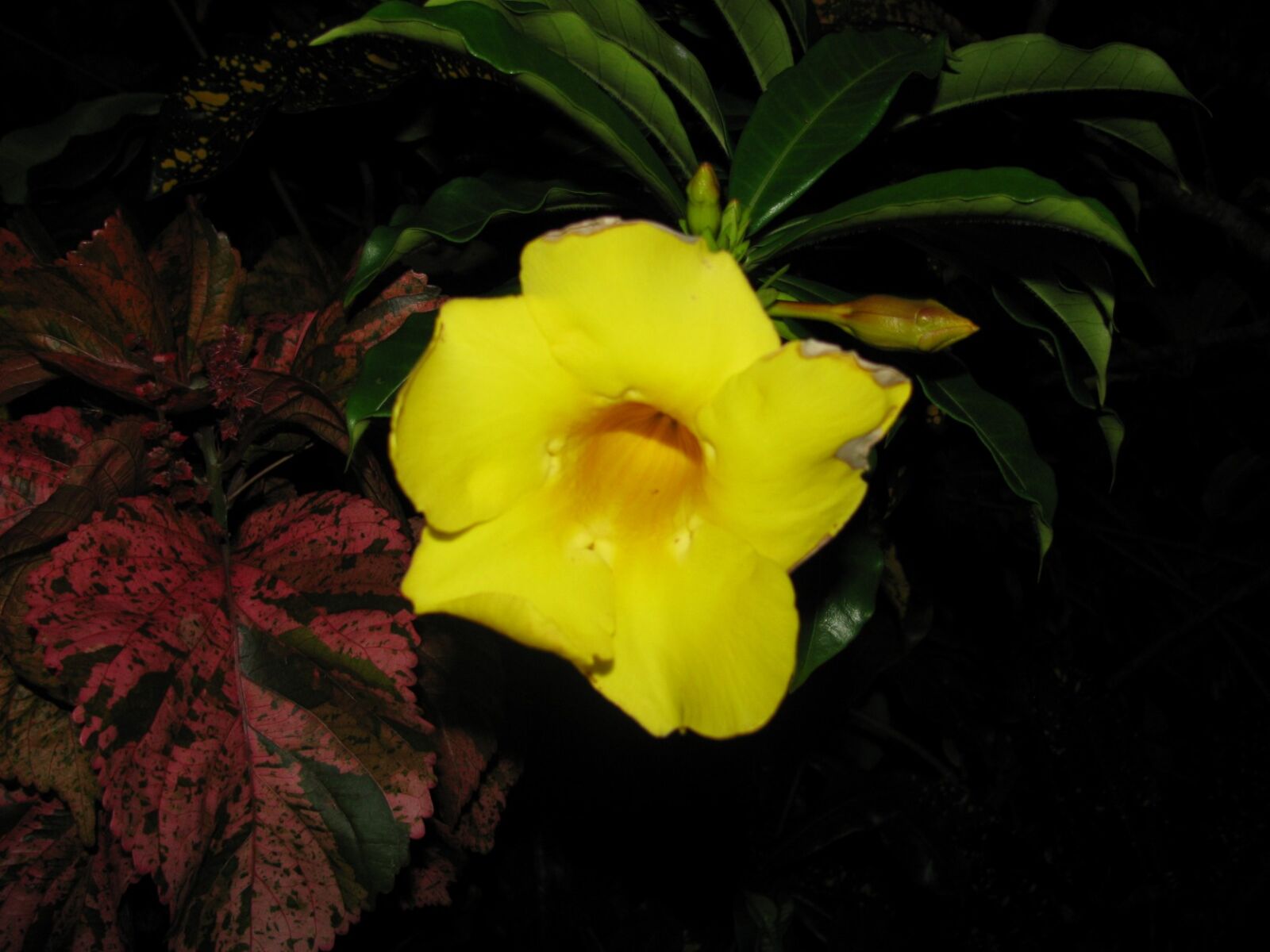 Canon PowerShot SX110 IS sample photo. Flower photography