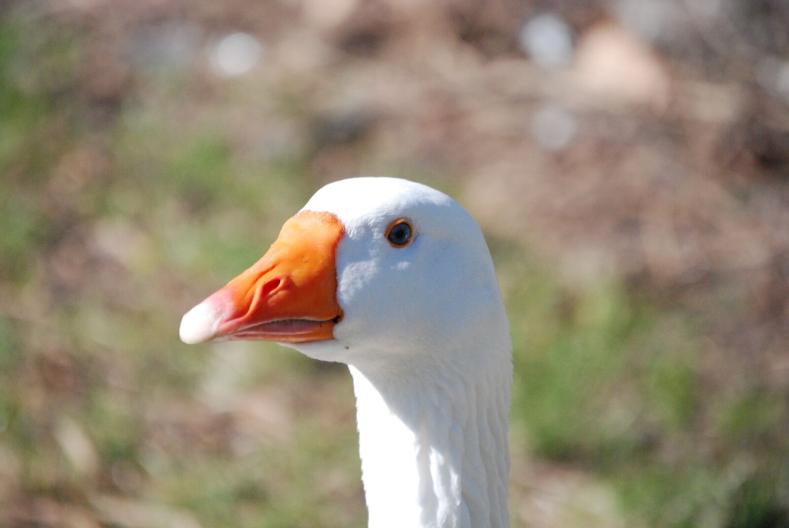 Nikon D60 sample photo. Aves, nature, animalia photography