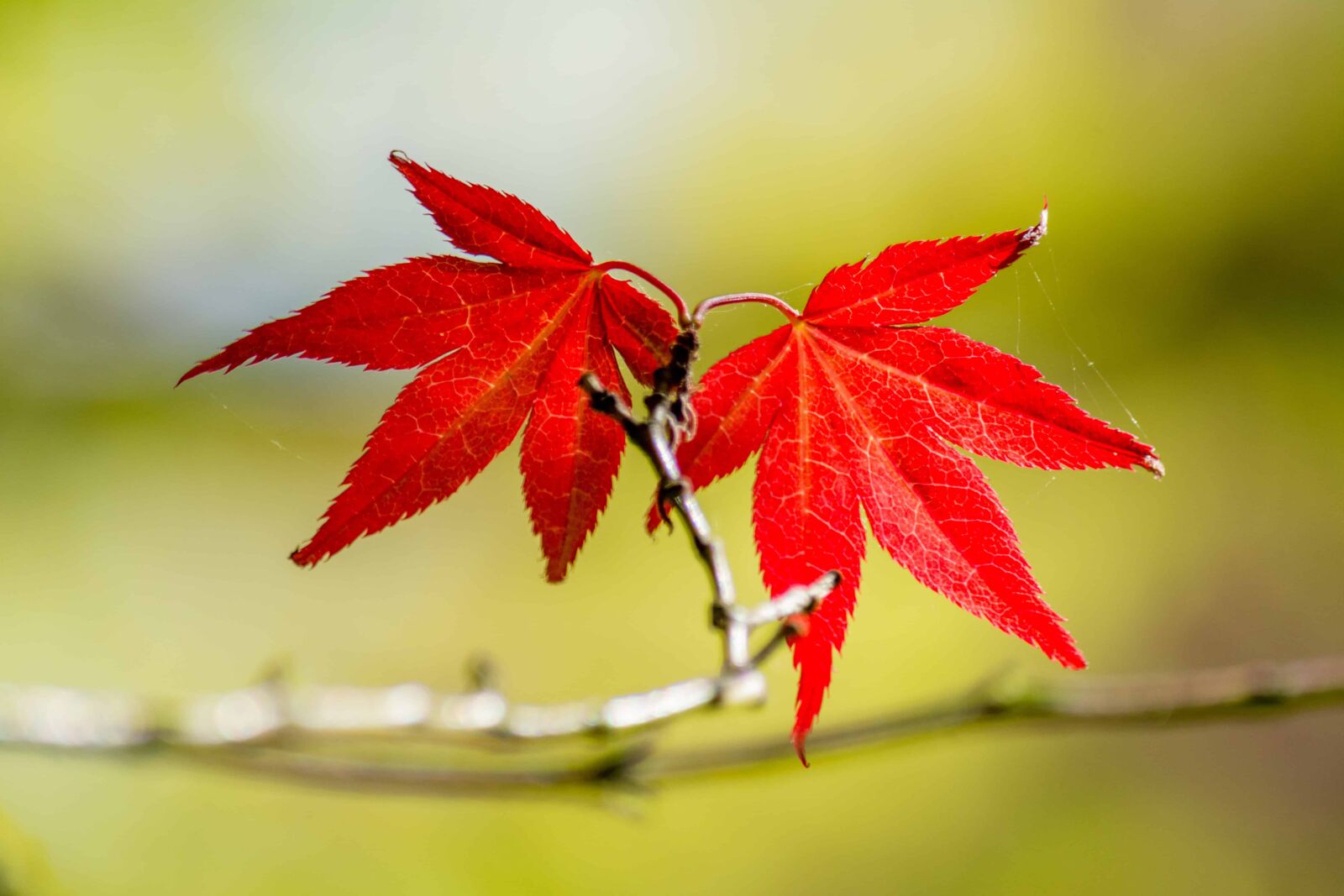 Nikon D7100 sample photo. Nature, red leaf, autumn photography
