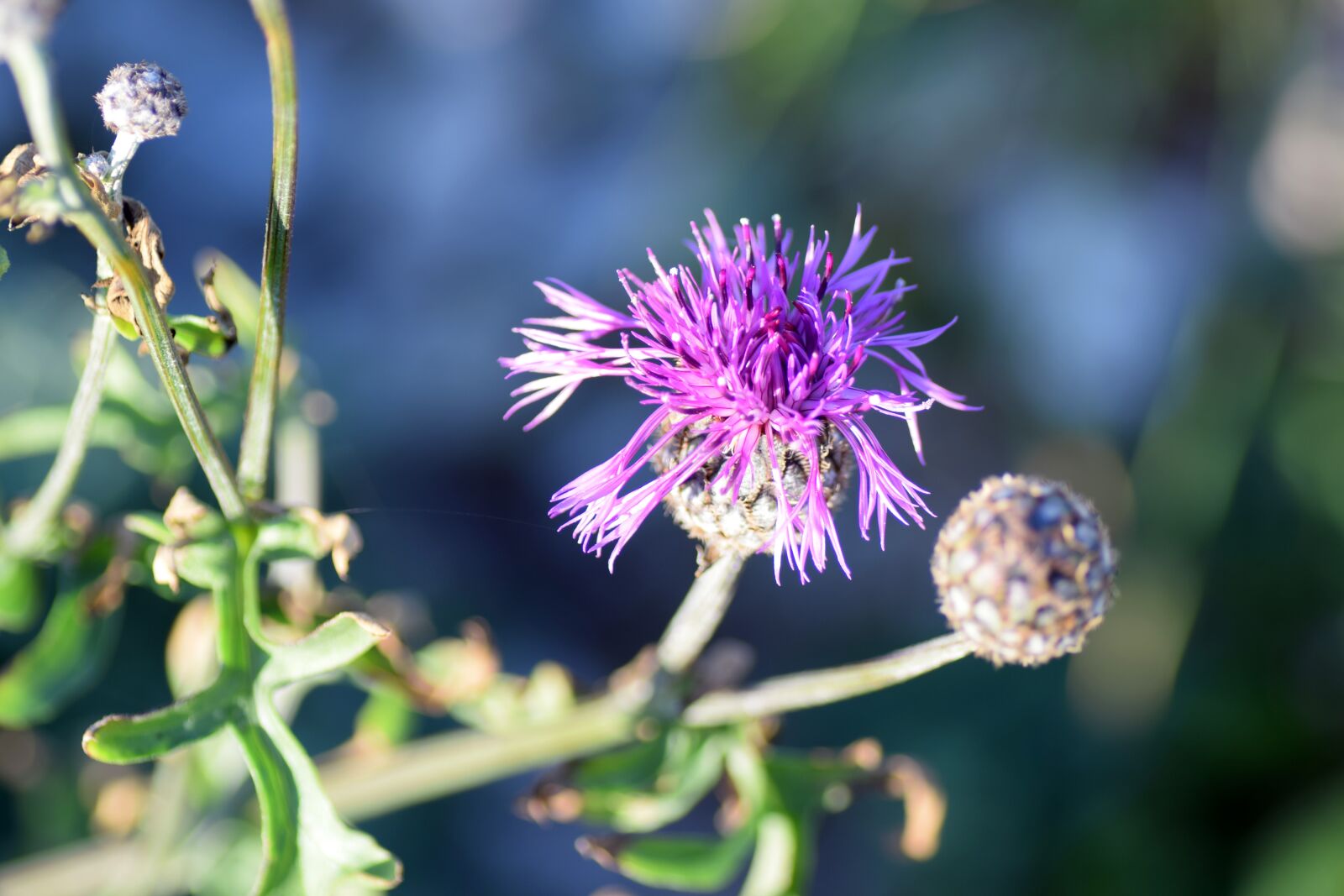 Nikon D5300 sample photo. V ddklint, h stblomster photography
