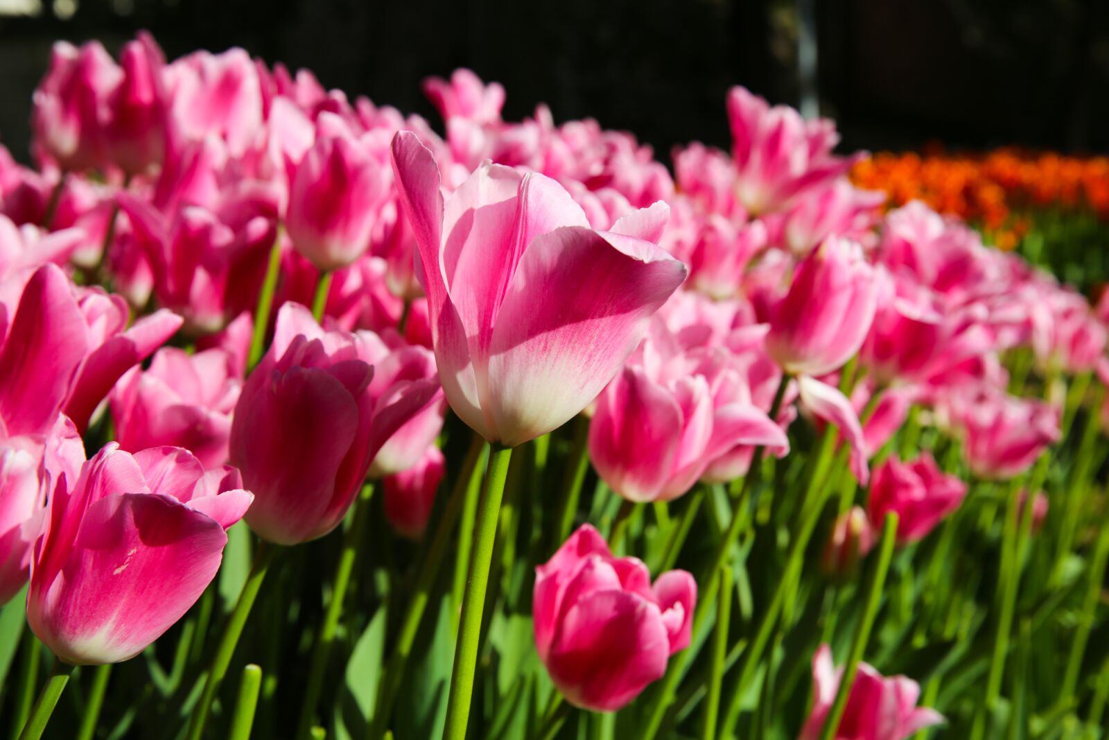 Canon EF 24-70mm F2.8L II USM sample photo. Tulip, field, agriculture photography