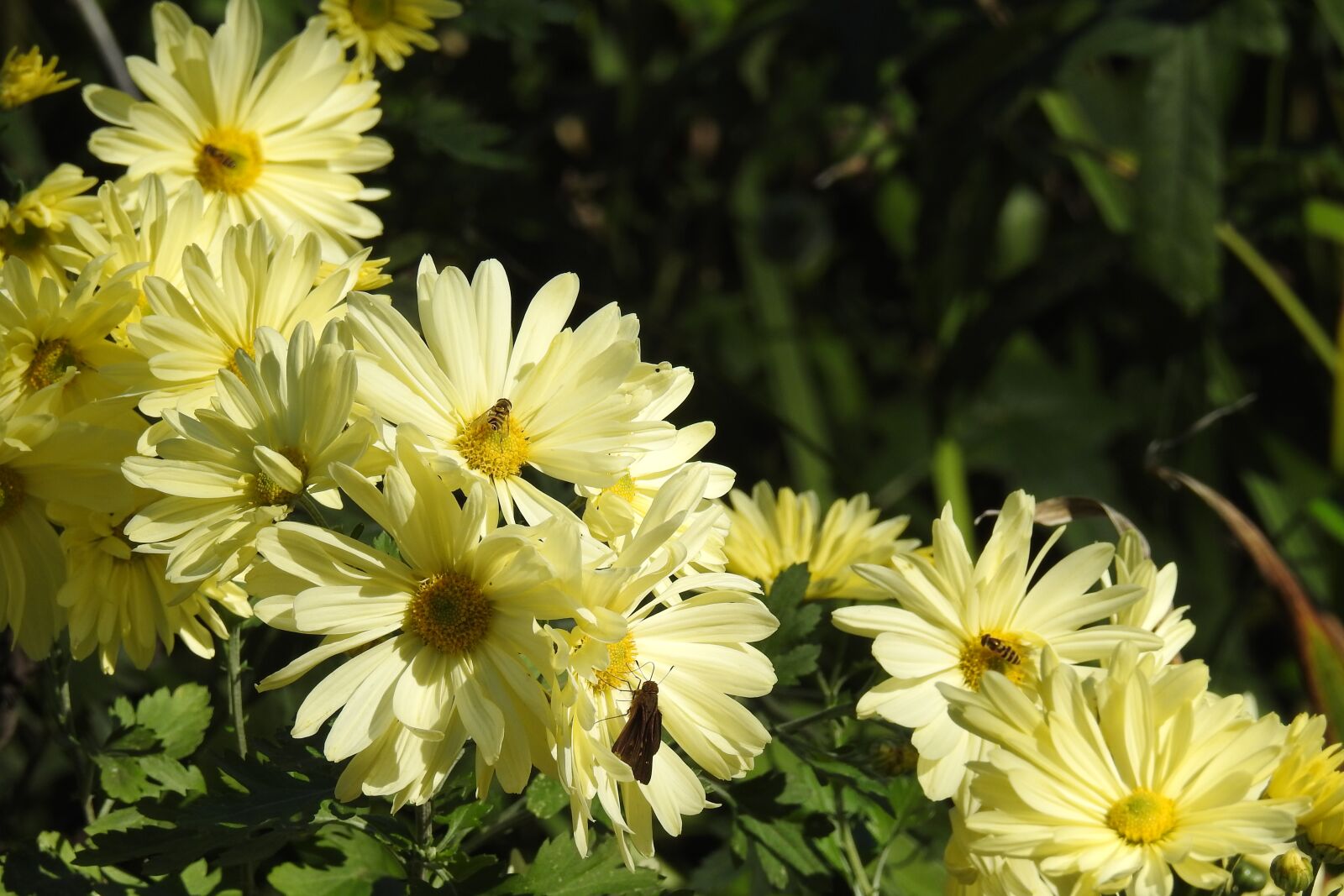 Nikon Coolpix P900 sample photo. Flowers, bees, daisies photography