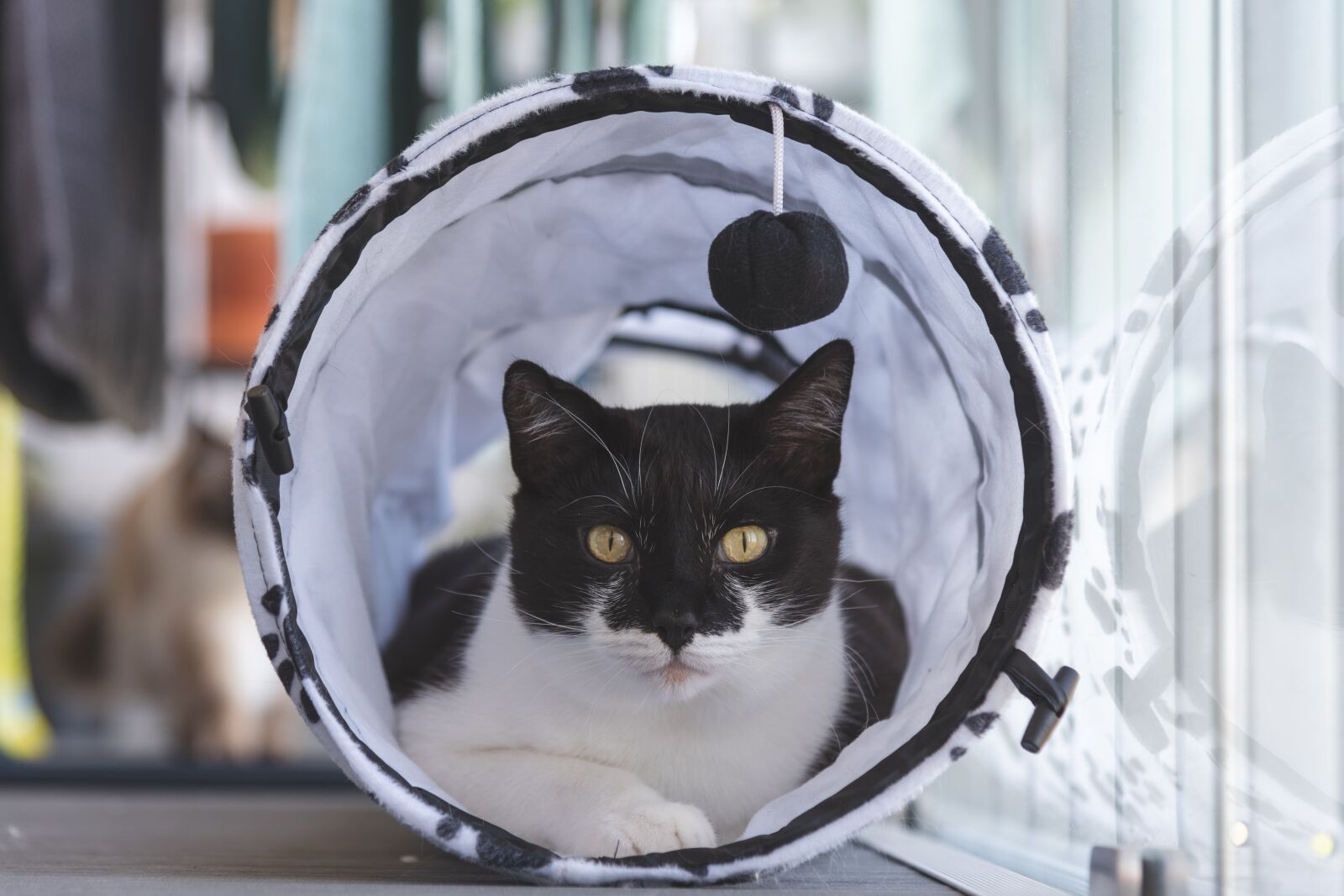 Nikon D750 sample photo. Cat, tuxedo cat, feline photography