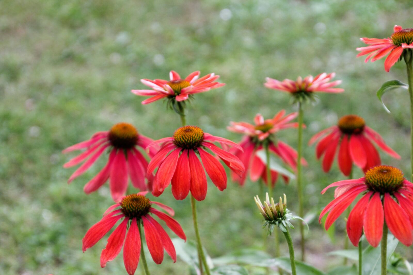 Canon EOS 60D sample photo. Flower, garden, blossom photography