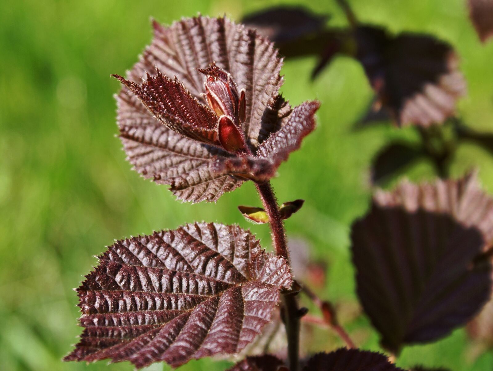 Sony Alpha DSLR-A100 sample photo. Corylus avellana, hazel, red photography