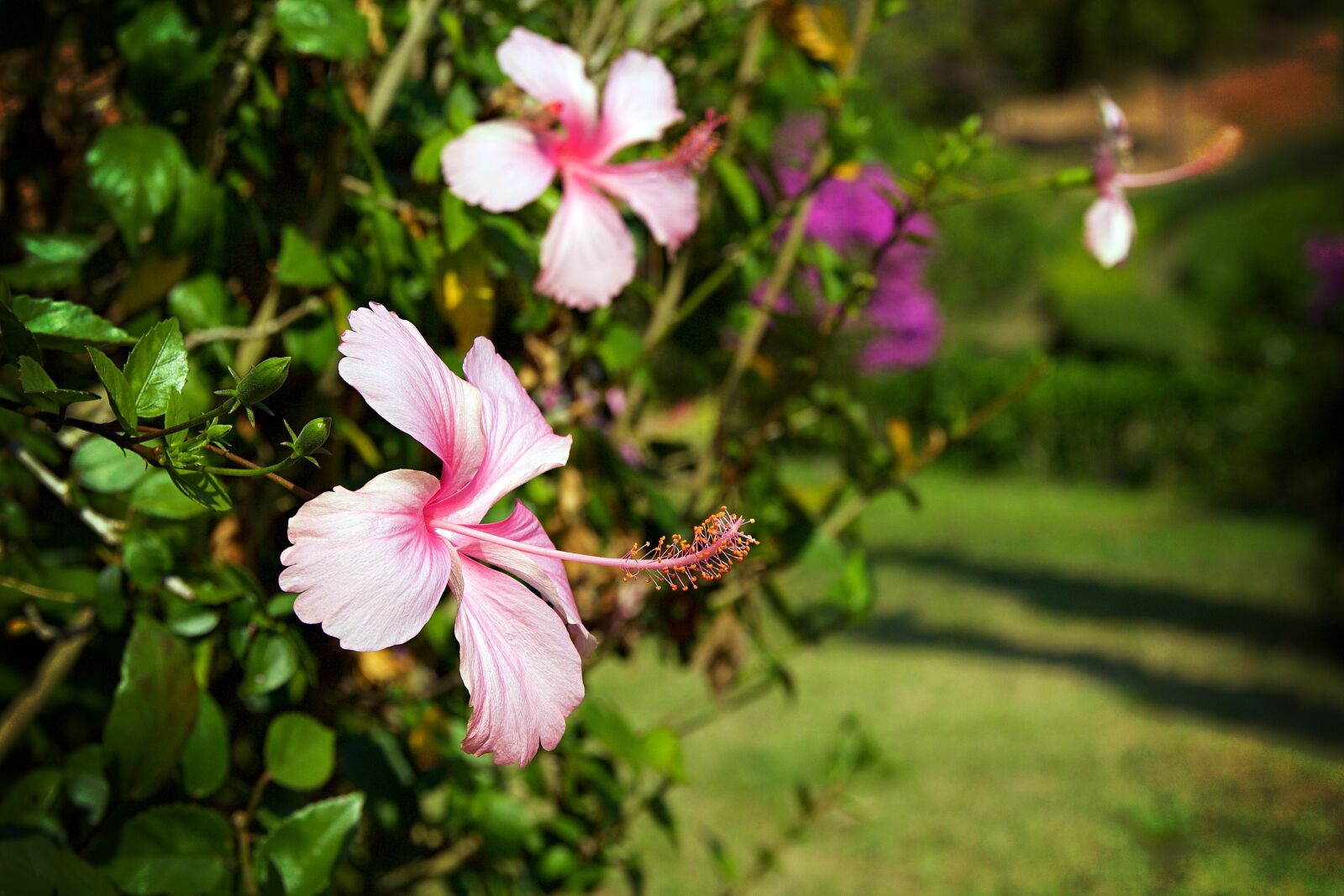 Canon EOS 600D (Rebel EOS T3i / EOS Kiss X5) sample photo. Chiang rai, thailand, nature photography